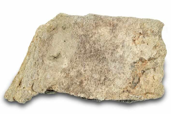 Dinosaur (Triceratops) Frill Shield Section - Montana #264956